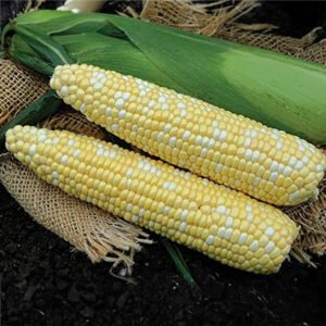 Maize Crop Seeds Variety Two