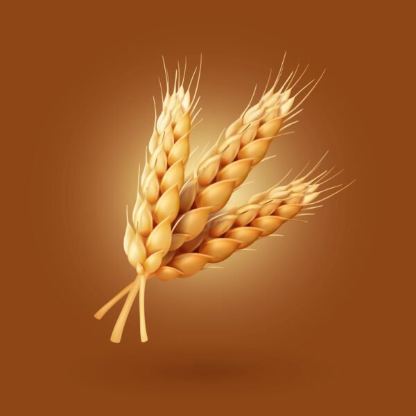 Wheat Crop Seed Variety One